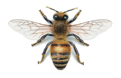 Top-down illustration of a bee